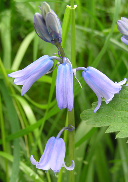 Kleines Hasenglöckchen, Hyacinthoides non-scripta